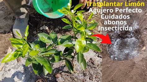 C Mo Trasplantar Una Planta De Lim N Cuidados Abonos Insecticida