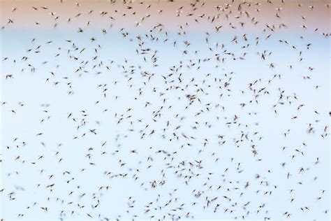 rid  gnats