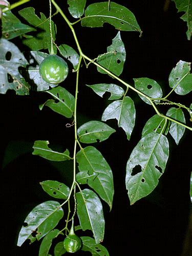 Cyphomandra | Live Plant Photos | The Field Museum