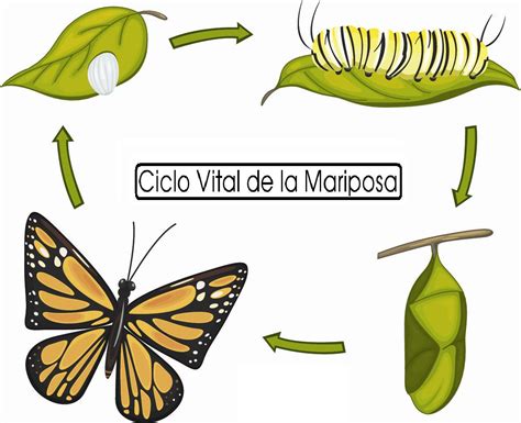 Recursos Y Actividades Para Educación Infantil Ciclo De La Vida De Una Mariposa