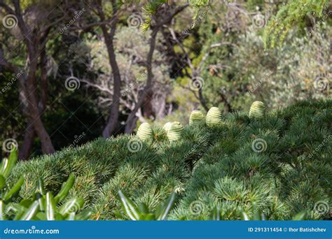 Green Cones On A Branch Of The Large Coniferous Trees Cedrus Libani