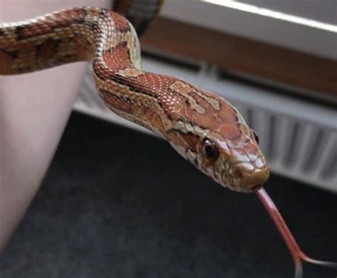 Cute Snakes You Have To See With Pictures