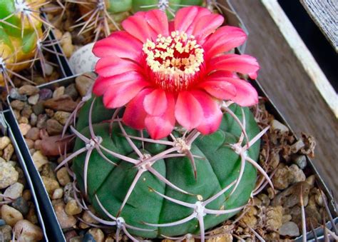 Кактус с красной головкой: описание, виды, уход в домашних условиях ...