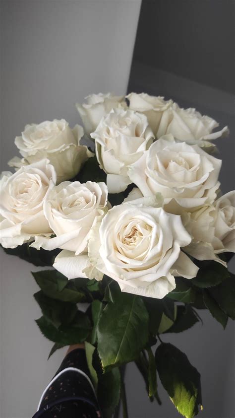 Роза Плая бланка | Bouquet de roses blanches, Fleur rose blanche, Roses ...