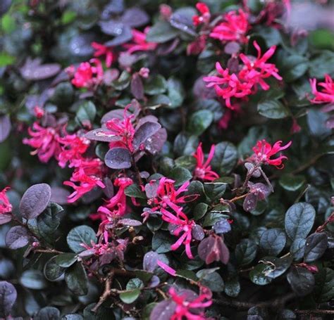 Loropetalum Chinense Plum Delight Vibrant Fringe Flower Buy