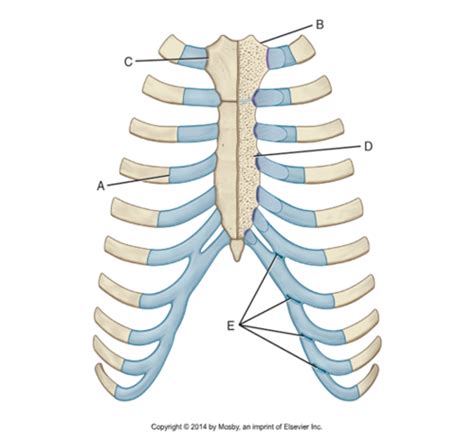 Anatomy Labeling Bony Thorax Joints Flashcards Quizlet