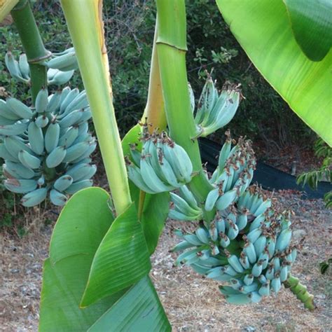 Banana Blue Java 140mm Pots QLD ONLY Fruit Tree Buy Online At