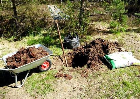 Когда сажать яблони в открытый грунт: сроки посадки