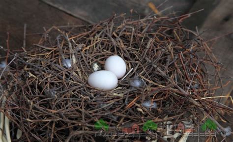 Гнізда для голубів своїми руками виготовлення і фото