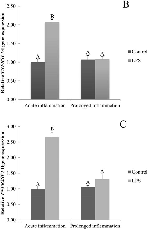 The Effects Of An Acute And Prolonged Inflammation On The Relative Tnf