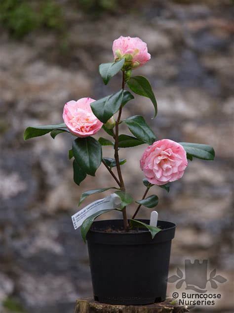 Camellia Carter S Sunburst From Burncoose Nurseries