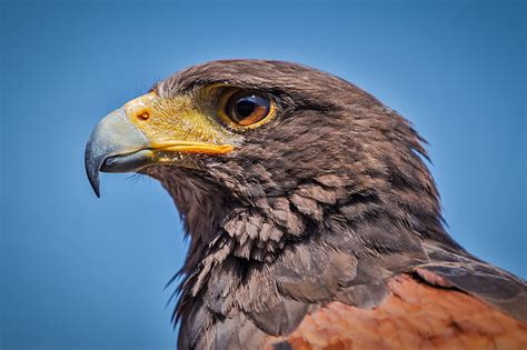 Free photo: harris hawk, parabuteo unicinctus, bird, nature, predator ...