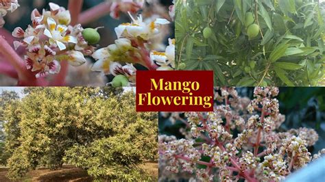 Mango Garden Flowering Mango Flowering Stages Of Mangoes Sarada