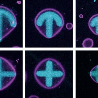 Schematic Illustration Of Actin Containing Guvs On A Micropatterned