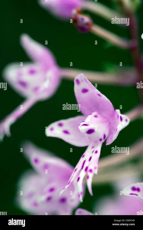 stenoglottis longifolia flowers orchid purple spotted spots white small ...