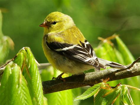 American Goldfinch Photograph By Christine Peileke Pixels