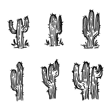 Premium Vector Cactus Hand Drawn Illustration