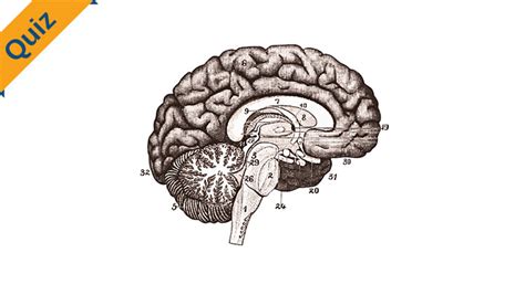 3D Brain Quiz