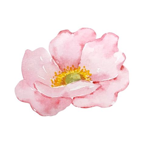 Acuarela Rosa Delicada Flor De Rosa Mosqueta Oto O Floral Vector Premium