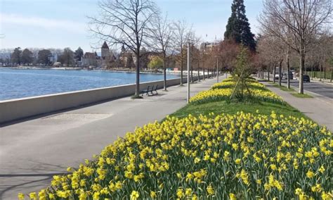 Lausanne le fleurissement des quais d Ouchy plus écologique Cameroun