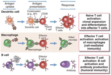 Adaptive Immunity I Flashcards Quizlet