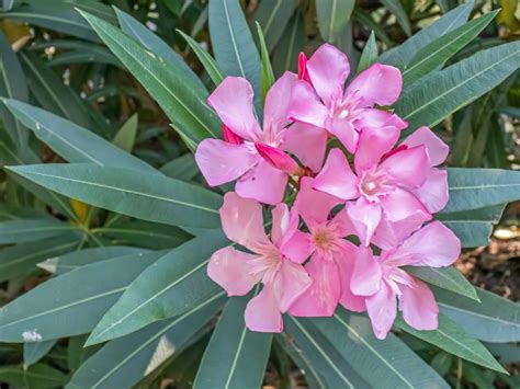 Tips On Winterizing Oleander Plants - Learn About The Care Of Oleanders ...