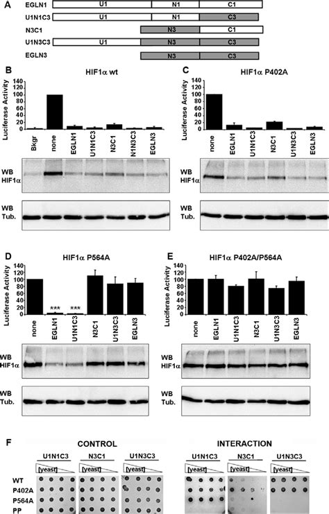 Effect Of Chimaeric Egln Constructs On Hif Protein Levels And