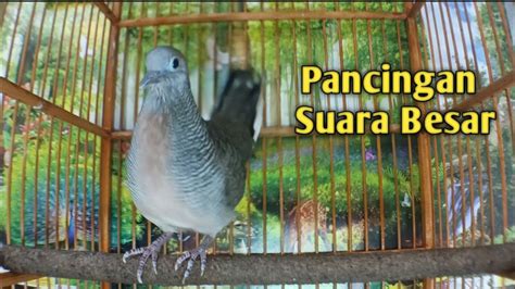 Suara Burung Perkutut Lokal Gacor Masteran Perkutut Lokal Gacor