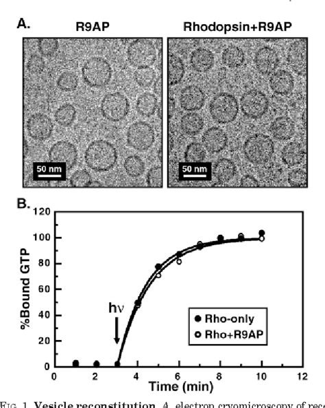 Figure 1 from Activation of RGS9-1GTPase Acceleration by Its Membrane ...