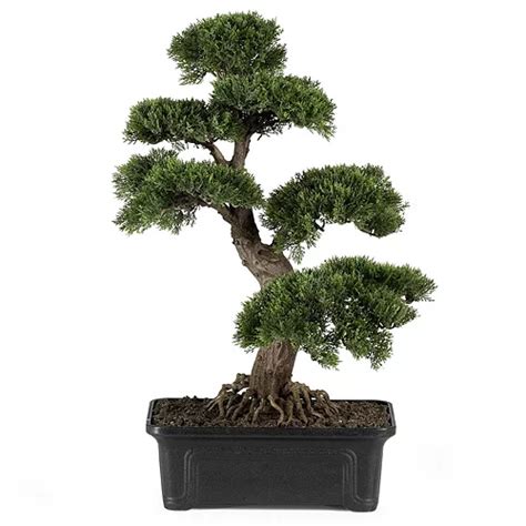 nearly natural Silk Bonsai Tree