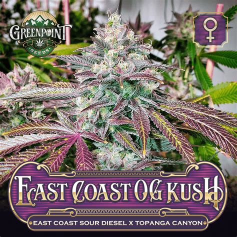 East Coast Og Kush Cannabis Seeds Ecsd Strain Greenpoint Seeds