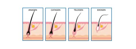 The 4 Stages of Hair Growth