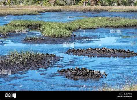 Tidal marsh hi-res stock photography and images - Alamy