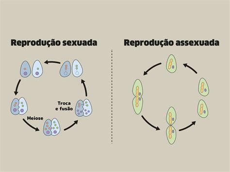 Diferencie Os Termos Reprodução Assexuada E Reprodução Sexuada