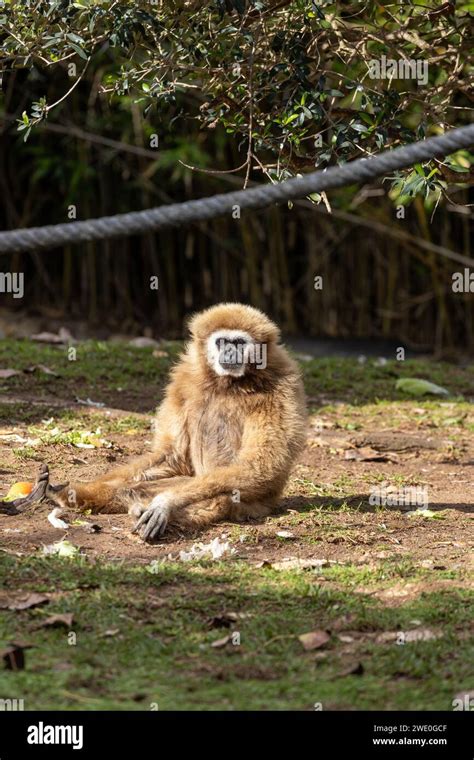 Majestic Lar Gibbon Hylobates Lar Swinging Through The Lush Forests