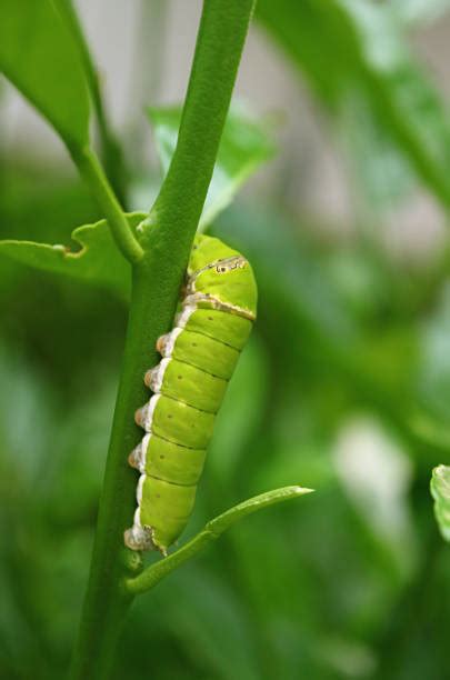 170+ Lime Green Caterpillar Stock Photos, Pictures & Royalty-Free ...