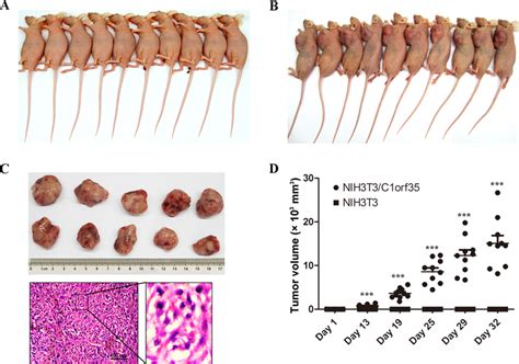 Overexpression Of C1orf35 Promotes Tumorigenesis In BALB C Nude Mice A