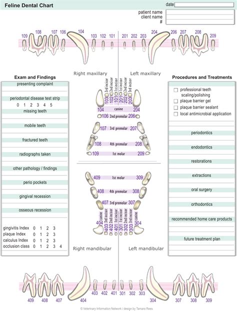 Feline Dental Chart Download Printable Pdf Templateroller