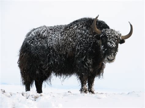 Springridge Ranch Grass Fed Yak Cross Beef After The Spring Snow Squall