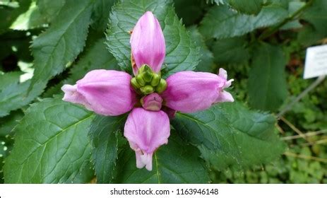 Chelone Hot Lips Over 21 Royalty Free Licensable Stock Photos Shutterstock