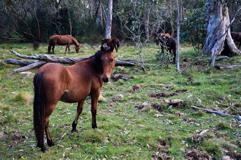 Barrington Tops National Park - Roaming The Outback