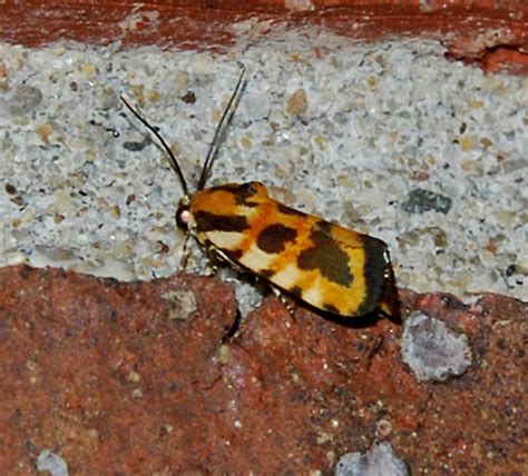 Common Spragueia Moth Spragueia Leo BugGuide Net