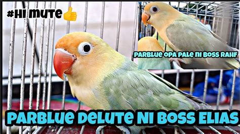 Murang African Love Birds Sa Bocaue Bulakan Parblue Delute Ni Boss