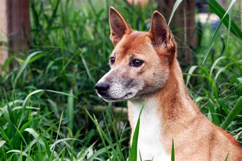 guinea singing dog dog breed information pictures