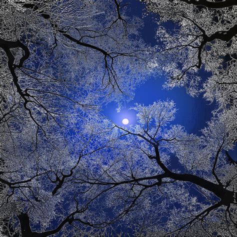 Moonlight Trees Digital Art by Igor Zenin - Fine Art America