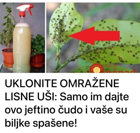 UKLONITE OMRAŽENE LISNE UŠI Samo im dajte ovo jeftino čudo i vaše su