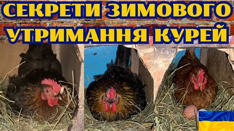 ЩО РОБИТИ ЩОБ КУРИ ГАРНО НЕСЛИСЯ ВЗИМКУ@kyruvgaragi - YouTube