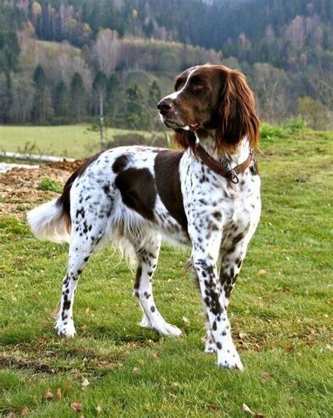 German Longhaired Pointer - Temperament, Lifespan, Shedding, Puppy