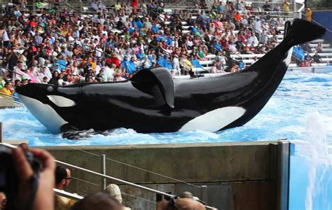 Cruelty Of The Aquarium Exposed In Killer Whale Documentary Blackfish