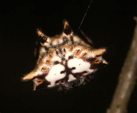 tropical rainforest spiders Archives - Dr. Ross Piper